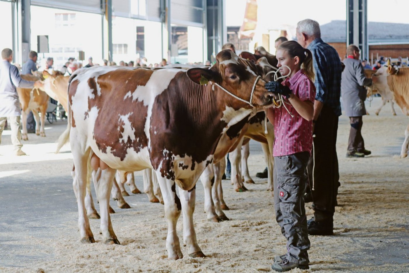 Ob die Muni in diesem Jahr in Thun auflaufen, ist noch nicht sicher. Die Organisatoren treffen Abklärungen.(Bild ad)