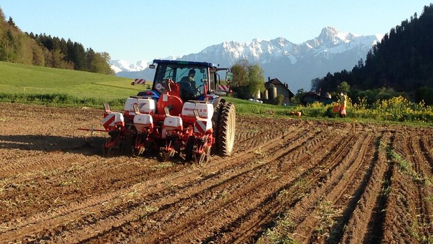 Bei der Maisaussaat sollte der Boden abgetrocknet und mindestens 8°C warm sein. Dies ist notwendig, damit die Keimung zügig erfolgt und der Keimling weniger lang Krankheiten und Schädlingen ausgesetzt ist. (Bild Mike Bauert)
