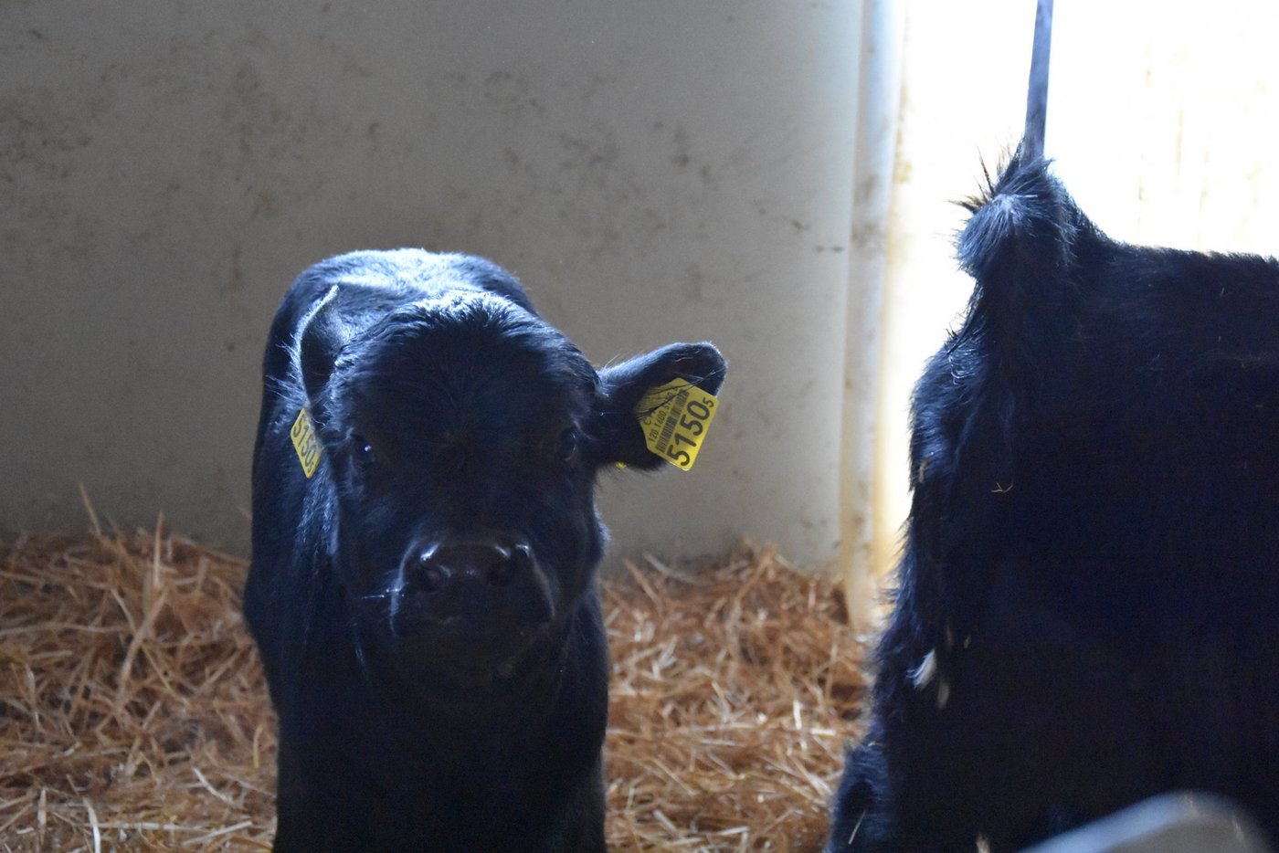 Die Büffelkälber werden mit Simmentalermilch getränkt. (Bild BauernZeitung/sjh)
