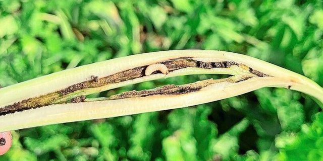 Da keine zugelassenen Bekämpfungsmassnahmen bestehen, appelliert der SFZ an die Produzenten, aktuell keine Eingriffe vorzunehmen.