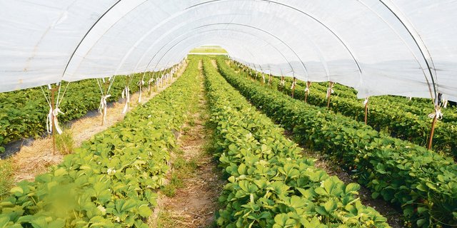 Temporärer Folientunnel für Erdbeeren. Im Aargau dürfen solche bis sechs Monate stehen bleiben, ohne dass es eine Baubewilligung braucht. Im Kanton Luzern sind nur drei Monate zulässig. (Bild js)