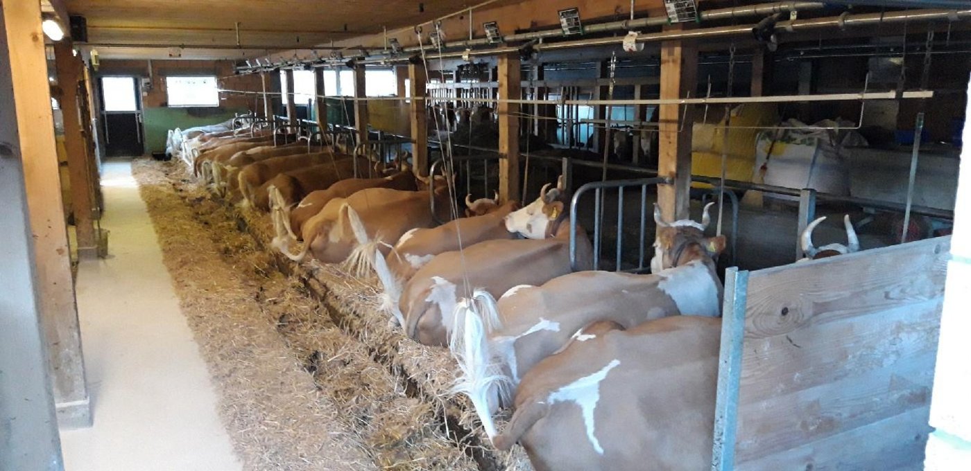 Kuhtrainer in Anbindeställen sind immer wieder ein Thema. (Bild Konrad Klötzli)