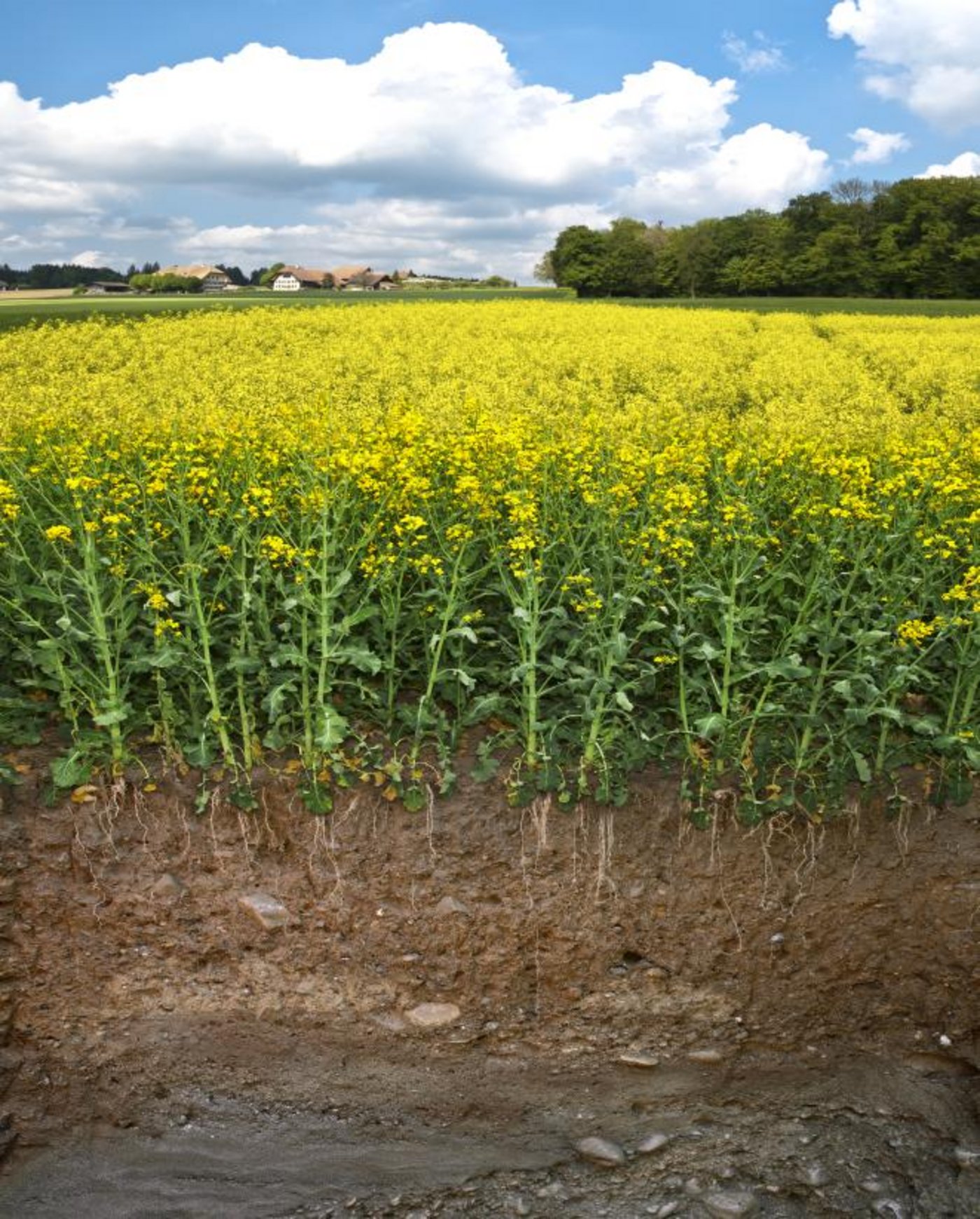 Ein Bodenprofil von Raps. (Bild Agroscope und LANAT Bern)