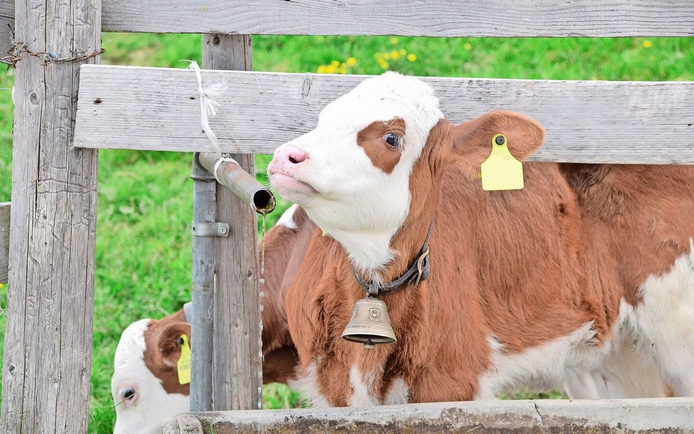 Auf einigen Alpen fliesst in den Sommermonaten nur noch tröpfchenweise Wasser aus den Leitungen. Damit die Tiere auch in Zukunft genügend zu trinken haben, gilt es, bereits jetzt Vorkehrungen zu treffen.  