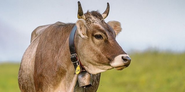 Braunvieh Schweiz wagt es, aktiv für den Einsatz von Homöopathie und Phytotherapie einzustehen. Das steigende Interesse der Züchter am Thema zeigen die Umfragen, welche der Zuchtverband regelmässig macht.