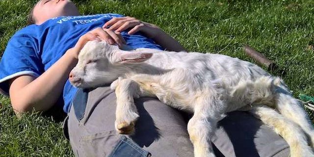 Bei den Einsätzen auf dem Hof lernen Jugendliche viel – auch tierisches Ausspannen. (Bild Familie Krähenbühl / Agriviva)