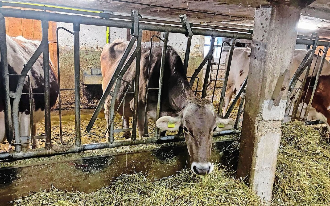 Die Betriebszweiggemeinschaft hält rund 60 Milchkühe. Im Laufstall auf dem Hof von Tamara Bieri sind die Galtkühe untergebracht. 