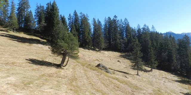 Die Moorwälder der Ibergeregg im Kanton Schwyz bilden zusammen mit den mosaikartig dazwischenliegenden offenen Moorflächen eine eigentliche Moorwaldlandschaft. Diese Waldgebiete fussen auf feuchtnassen Böden und können in ihrem Charakter mit anderen borealen Feuchtwäldern (z.B. in Skandinavien) verglichen werden. (Bild Pixabay)