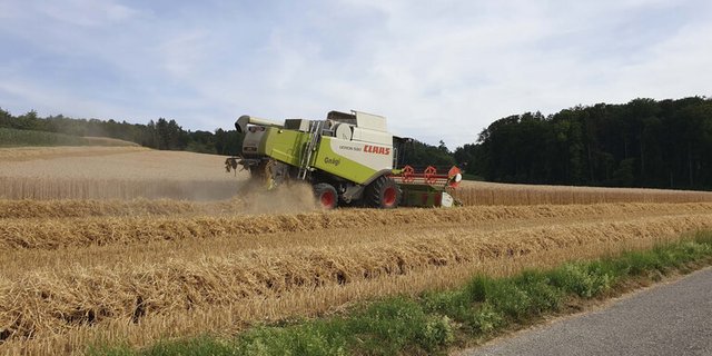 Schweizweit wird derzeit Getreide gedrescht. (Bild lid / ji)