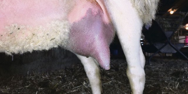 Ein solches Euter ist meist das Todesurteil.
