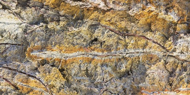Wurzelgang in einem nassen Boden: Die Ausprägung der Flecken gibt Hinweise auf den Wasserhaushalt des Bodens.​ (Bild Kobo)