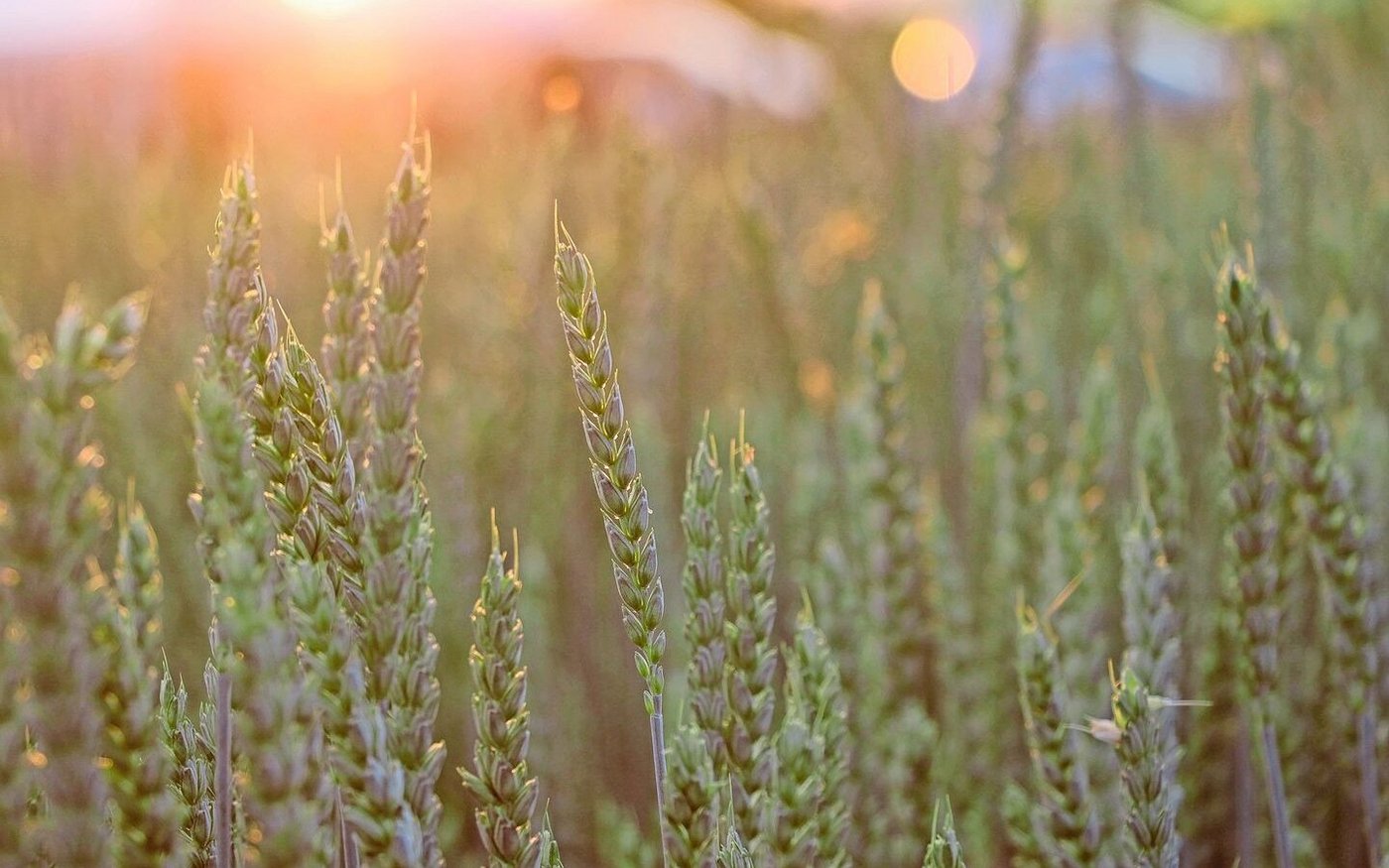 Symbolbild: ein Weizenfeld im Abendlicht. In den Geschichten des Alten und des Neuen Testaments spielt die Landwirtschaft eine grosse Rolle.  