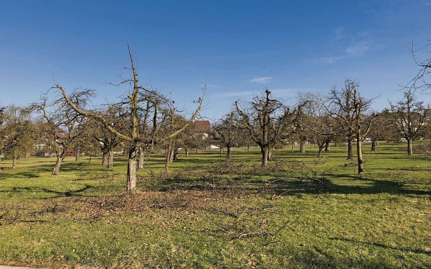 Es ist wieder an der Zeit, sich um die Baumpflege zu kümmern. Das beeinflusst den Ertrag im Folgejahr positiv.