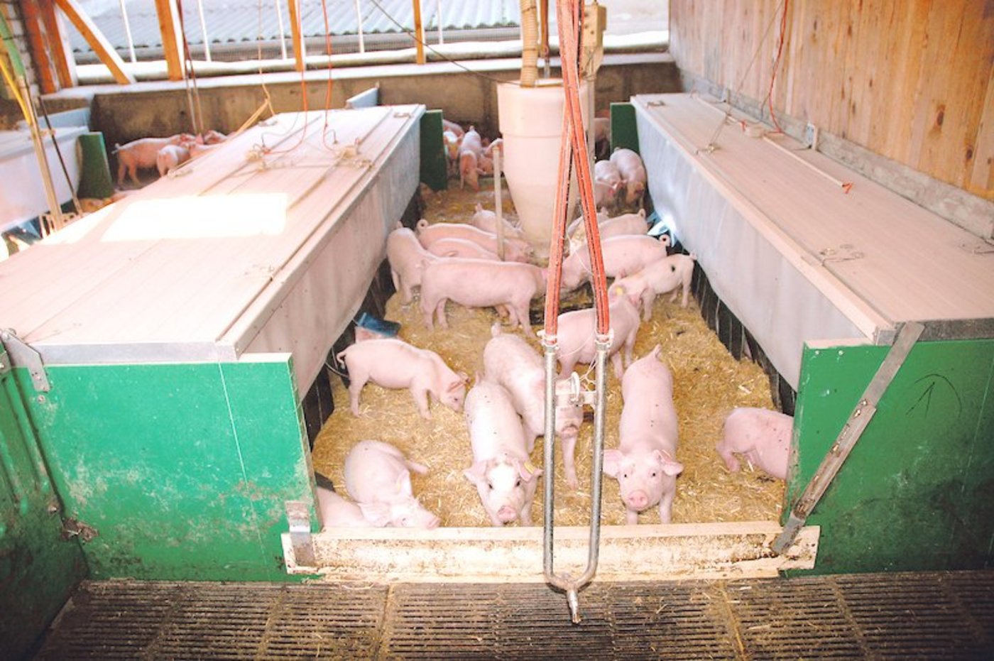 Mit energieeffizienten Ferkelnestern kann massiv Strom und damit Geld eingespart werden. Dafür gibt es Förderbeiträge.  (Bild zVg)
