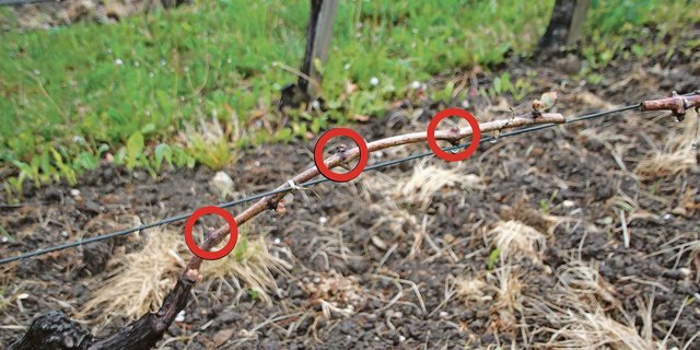 An diesem angebundenen Schoss sind drei von sechs angeschnittenen Augen erfroren. (Bild Roland Müller)