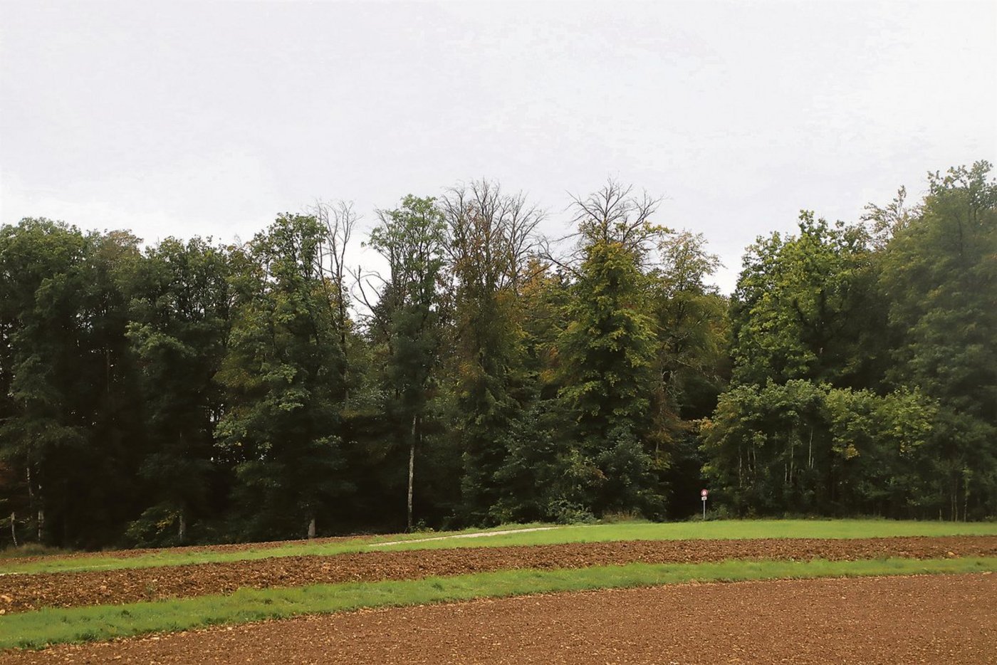 Nicht nur die Fichten haben Probleme: Dürre Astkronen zeigen die akuten Trockenheits- und Hitzeschäden an den Buchen im Schaffhauser Waldgebiet «Wanne» in Büttenhard.(Bilder Roland Müller)