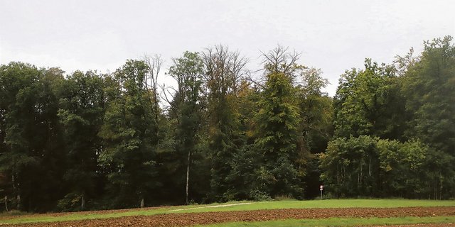 Nicht nur die Fichten haben Probleme: Dürre Astkronen zeigen die akuten Trockenheits- und Hitzeschäden an den Buchen im Schaffhauser Waldgebiet «Wanne» in Büttenhard.(Bilder Roland Müller)