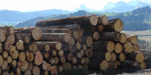 Der Absatz auf inländischen Baustellen müsse erhalten bleiben, schreibt die Initiative Holz BE. (Bild BauZ)