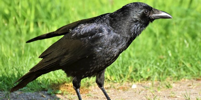 Da die mit Vogelgrippe infizierte Krähe im Bodenseegebiet gefunden wurde, gelten in dieser Region nun weitergehende Massnahmen, um eine Verschleppung des Virus zu verhindern. (Bild Capri23auto/Pixabay)