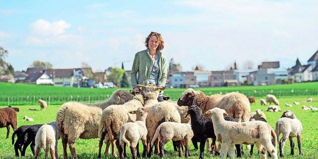 Die «Schafflüsterin» Silvana Rosenber inmitten ihrer Herde. 333 Lämmer wurden dieses Jahr auf dem Haulihof geboren. 