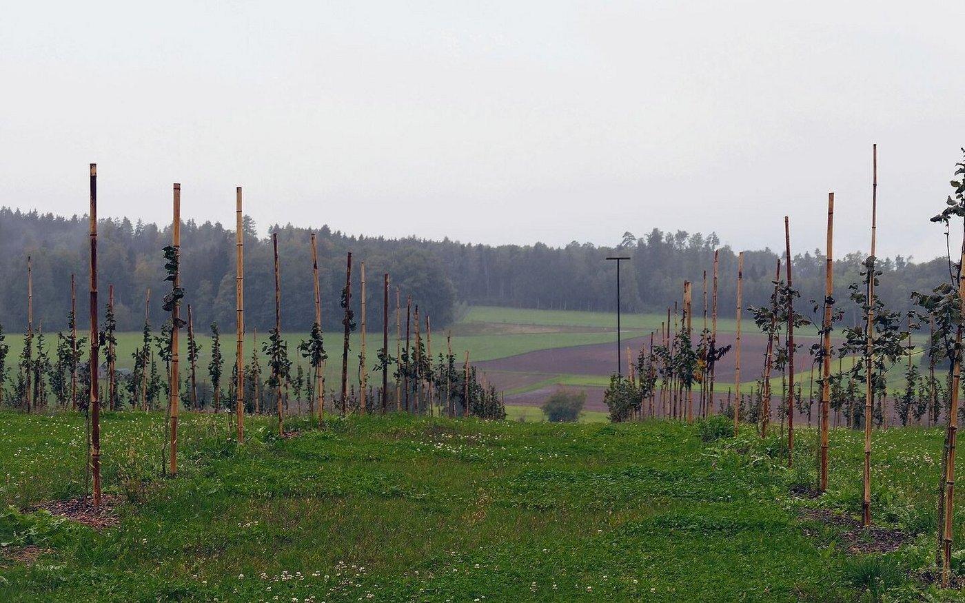 Hierzulande gibt es kaum Erfahrungen im Haselnussanbau, daher muss vieles zuerst ausprobiert werden.