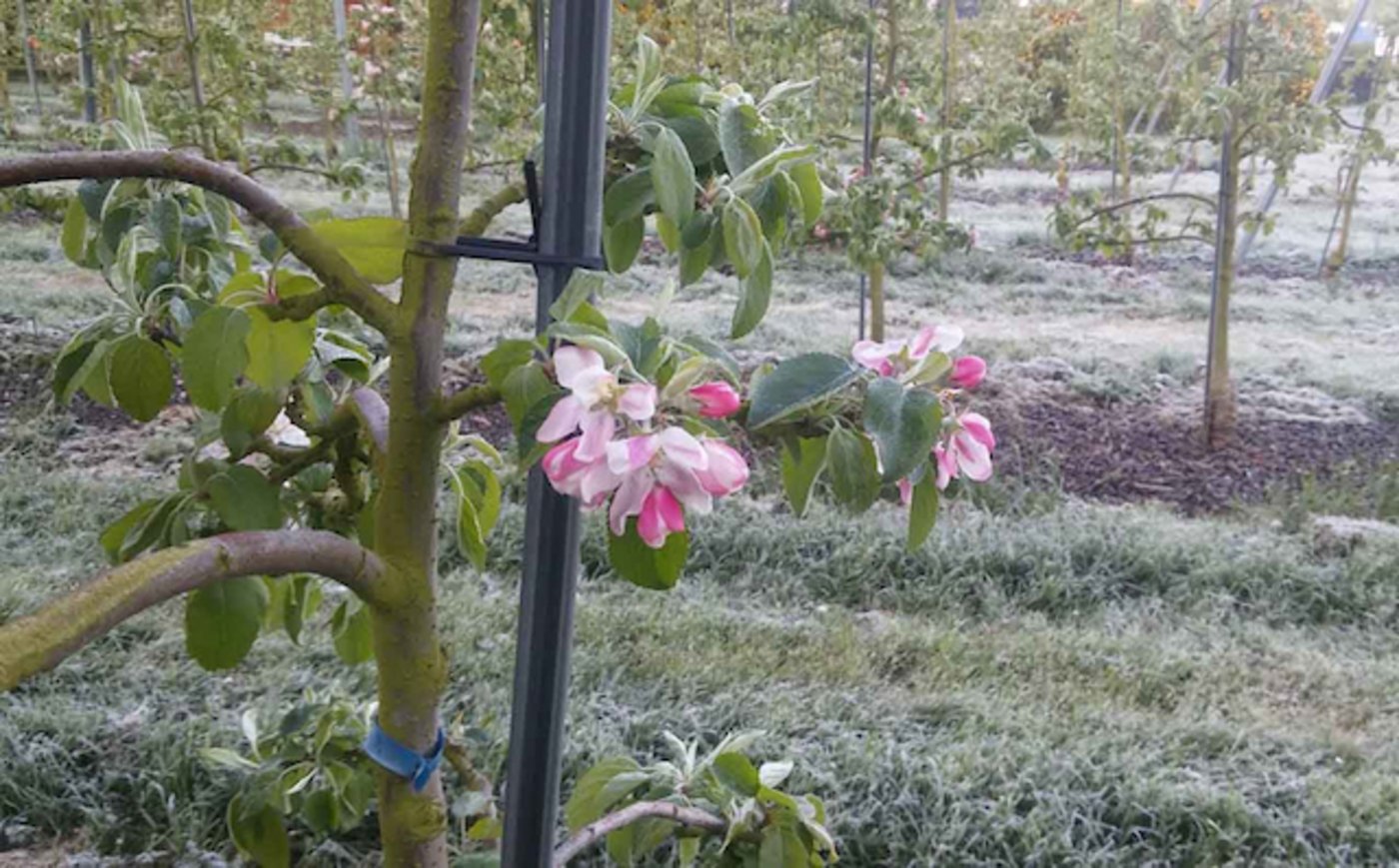 Für die kommende Nacht sind Minus-Temperaturen gemeldet. Gerade beim Obst sind Schutzmassnahmen wichtig. (Bild lid)