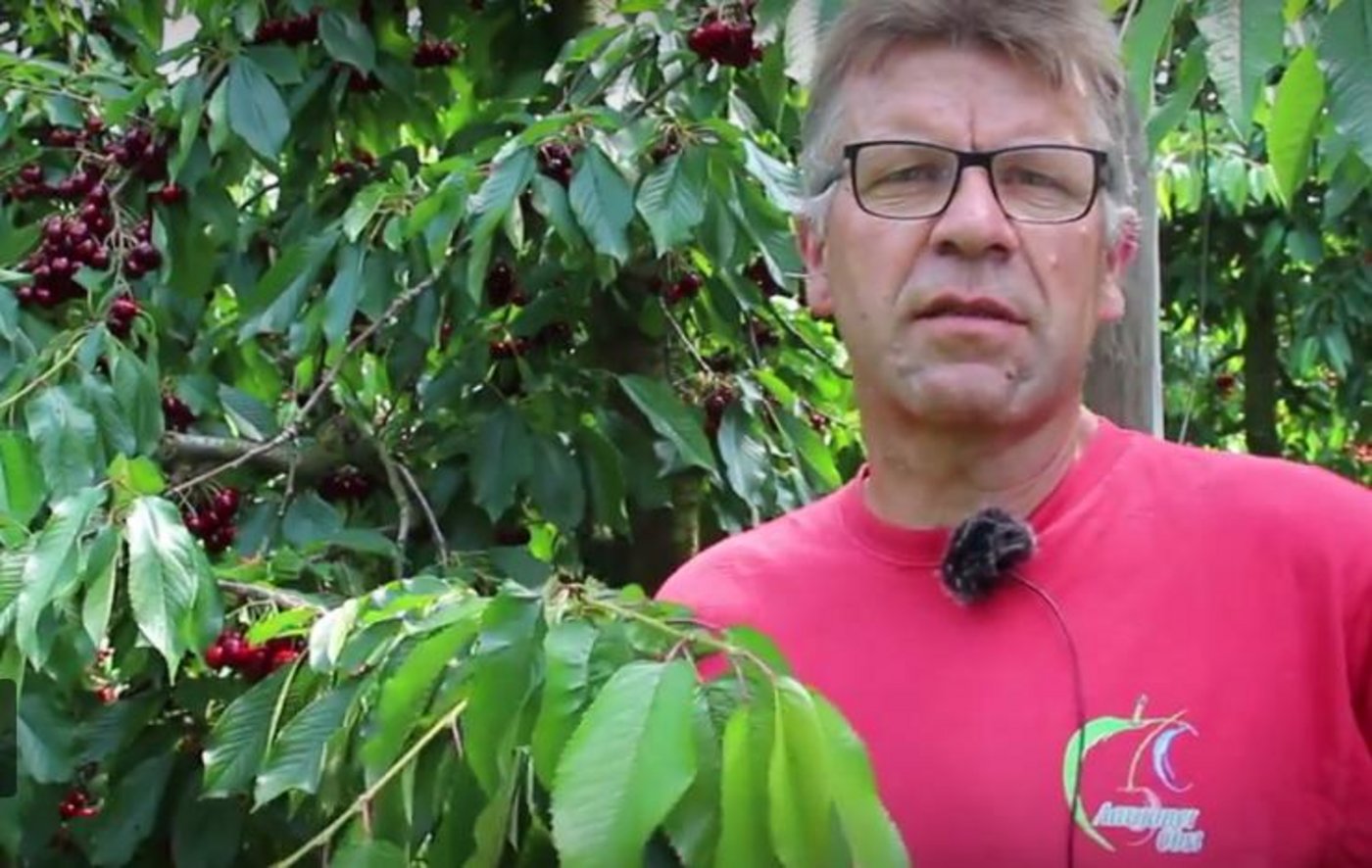 Bei Thomas Schwarz aus Rüfenach AG geht diese Woche die Kirschenernte los. (Bild Screenshot rü)