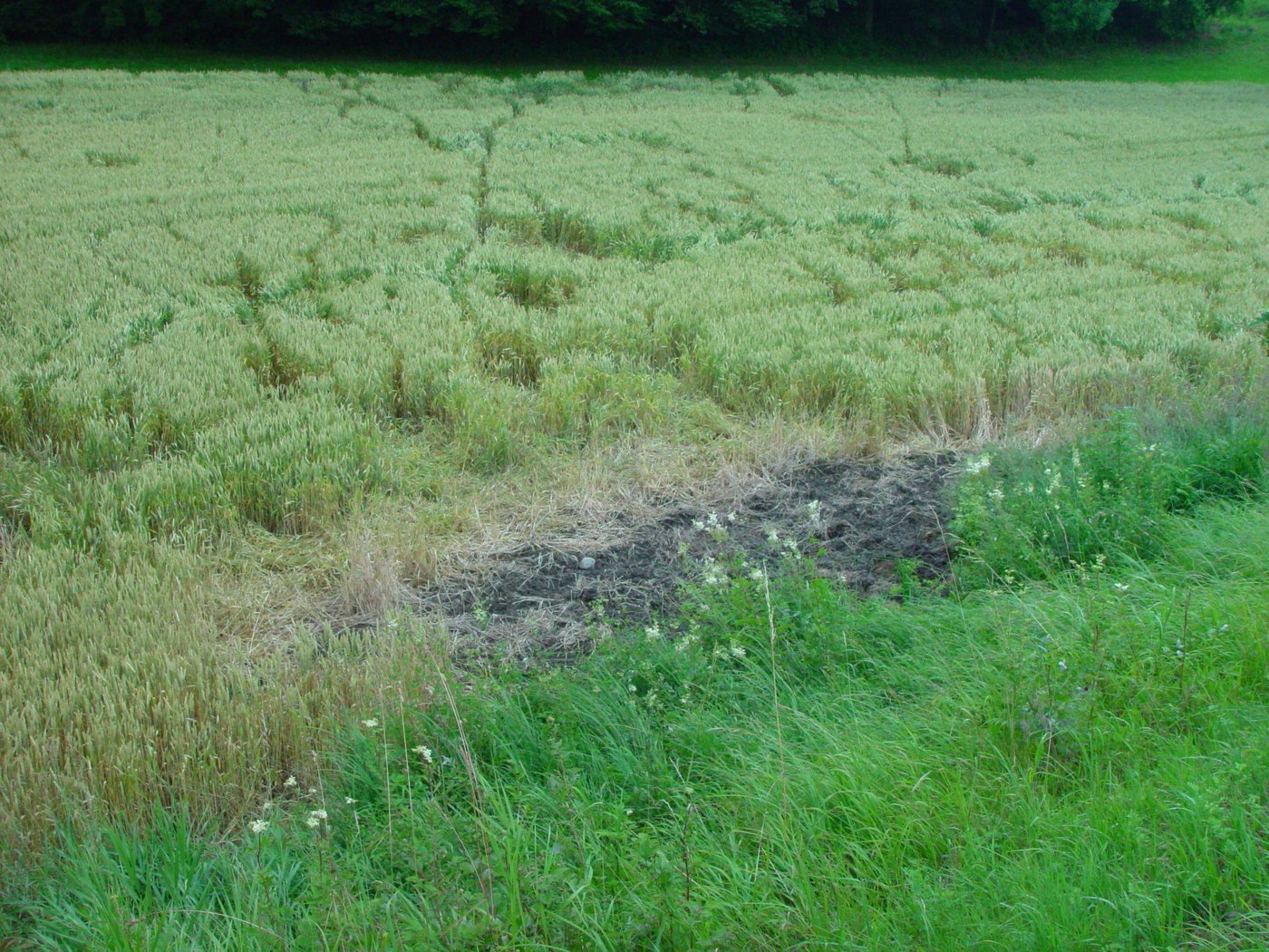 Wildschweinschäden kosteten die Bauern 400 000 Franken letztes Jahr. (Bild BauZ)