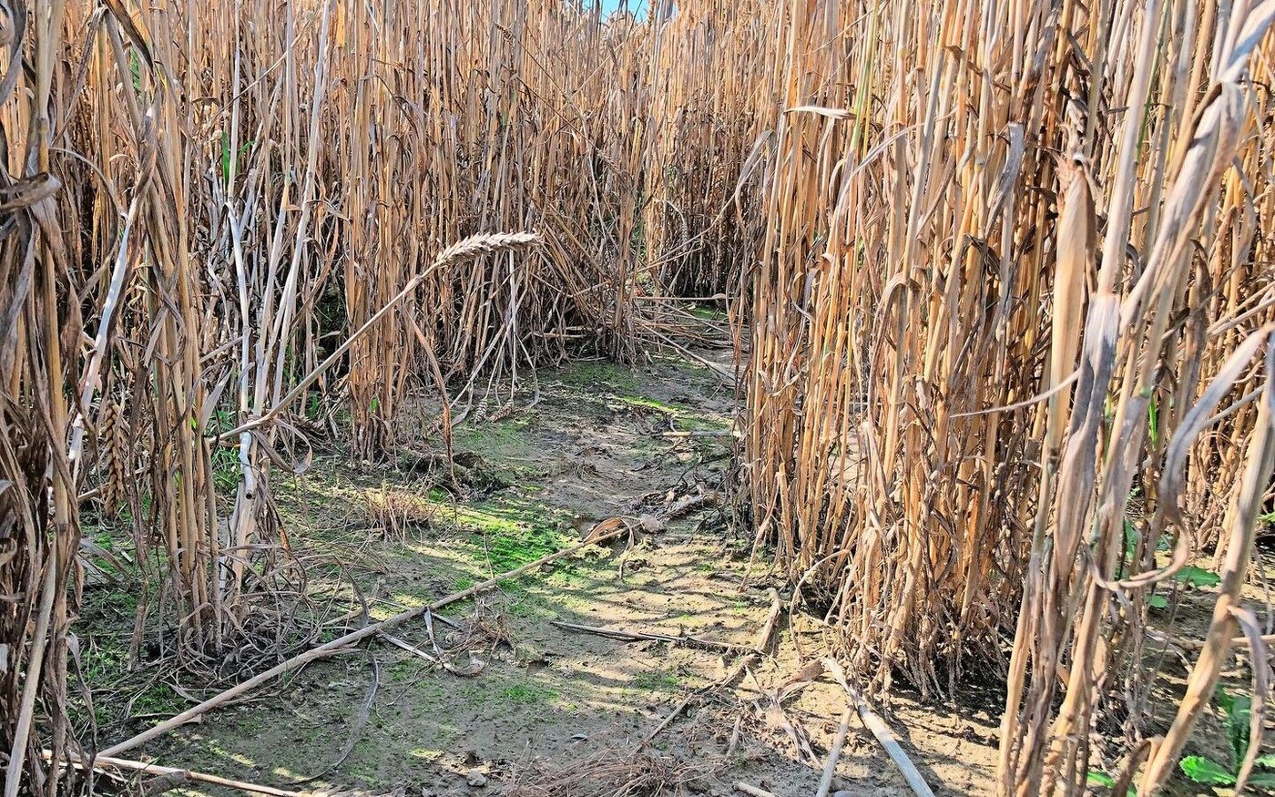 Das schlechte Wetter bzw. die dadurch schlechte Ernte machen Coop beim Ausbau des Anteils von Schweizer Weizen im Brotsortiment heuer einen Strich durch die Rechnung.