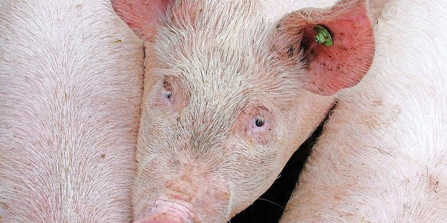 In den letzten fünf Jahren sank der Spermaverkauf der Vaterlinie Premo stark. Duroc und Piétrain hingegen konnten zulegen.   