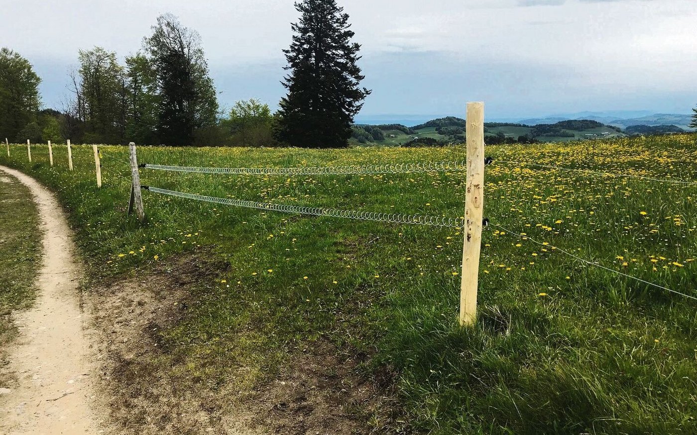 Weide für Milchvieh ist arbeits- und betriebswirtschaftlich interessant. Je nach System unterscheiden sich der tägliche Arbeits- und der Managementaufwand.