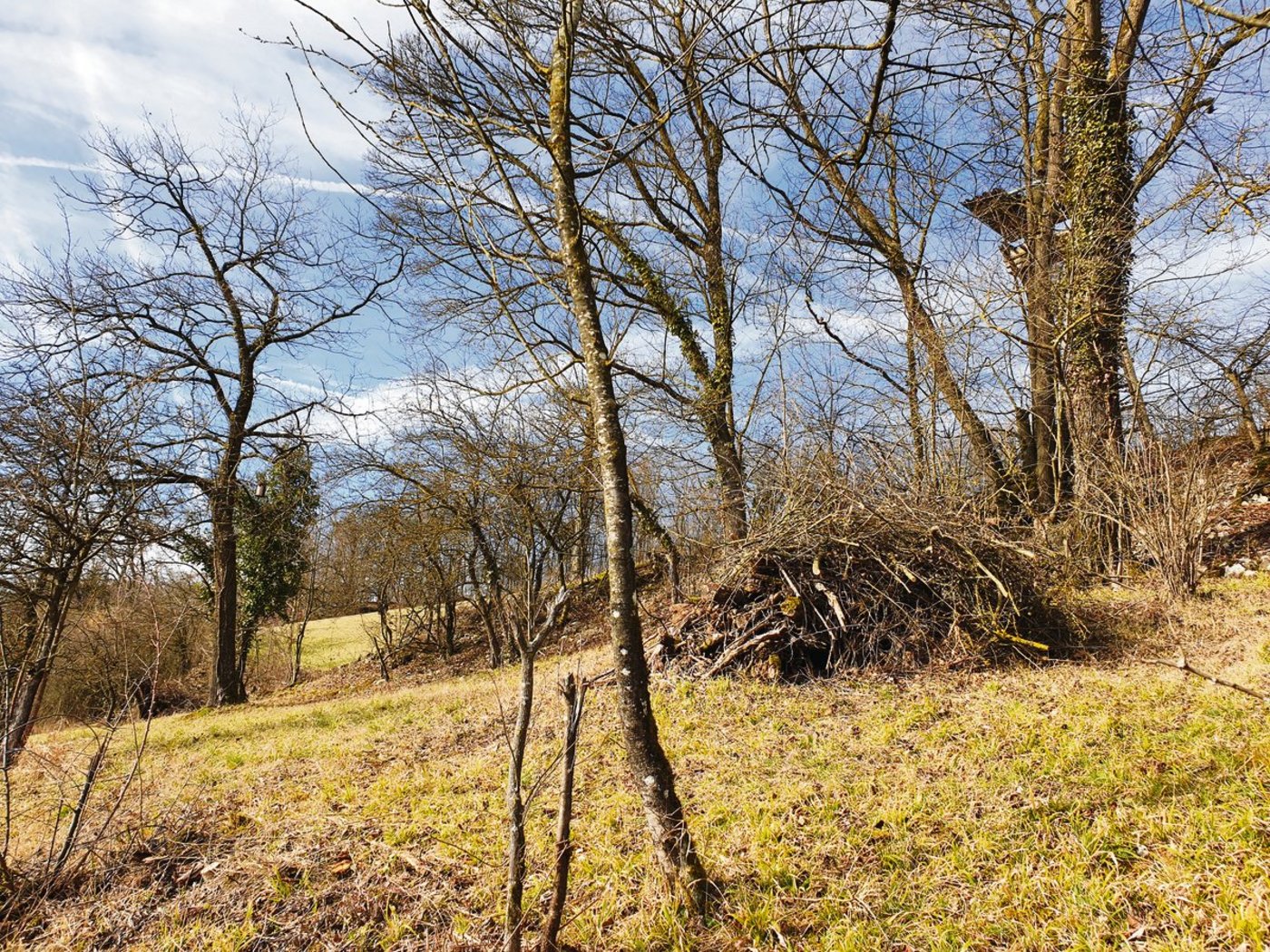 Es muss nicht immer alles weggeräumt werden: So können beispielsweise zu einem Haufen zusammengetragene Äste als Unterschlupf für Wildtiere dienen. (Bild BauZ)