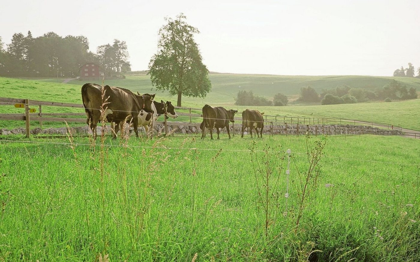 Von Morgens bis Abends sind die Kühe auf der Weide unterwegs. Dank dem, dass alle Wiesen rund um den Betrieb arrondiert sind, sind Vollweide und saisonales Abkalben möglich. 