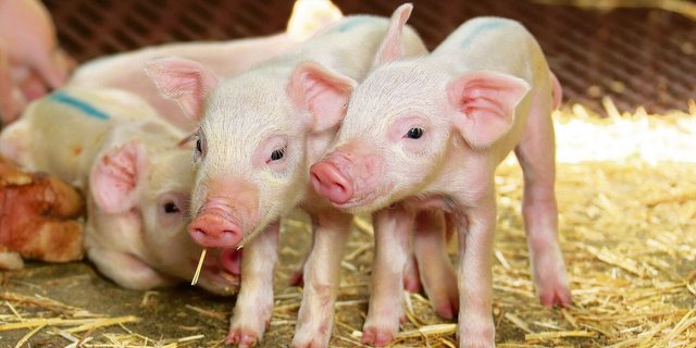 Um Nabelinfektionen zu vermeiden, muss der Erregerdruck nach der Geburt tief gehalten werden. 