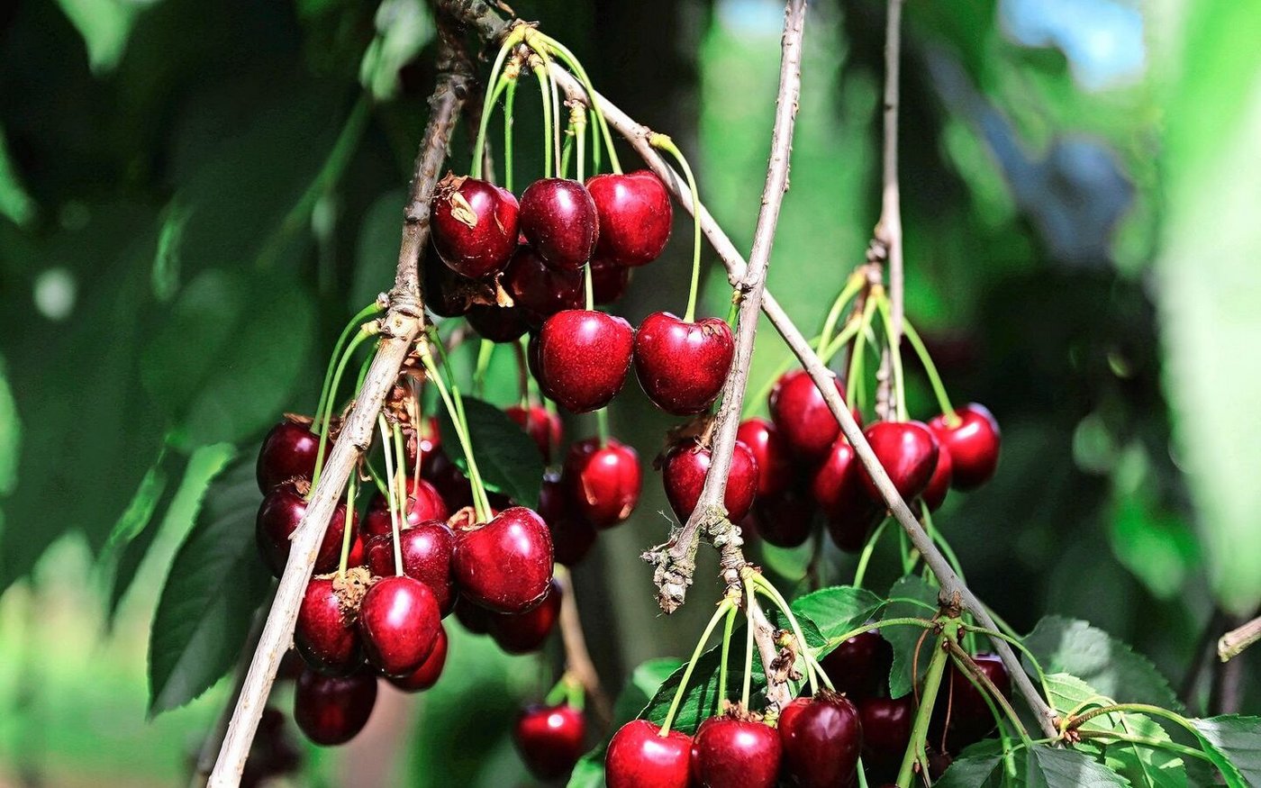 Süss und knackig präsentieren sich momentan die Schweizer Kirschen. Die Haupterntewochen stehen nun an.