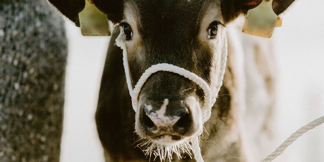 Das Interesse von Swissgenetics an der In-vitro-Fertilisation begründet sich in der nächsten Generation Stiere.