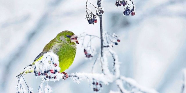 Einheimische Beerensträucher und Wildstauden bieten überwinternden Kleinvögeln wie diesem Grünfink Nahrung.
