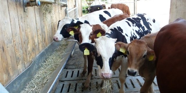 ür Tränker soll es schon bald eine bestimmte Mindesthaltedauer auf dem Betrieb geben. Diese will es die Arbeitsgruppe «Tränkergesundheit und Tränkerschlachtung» ab dem kommenden Oktober einführen. (Bild zVg)