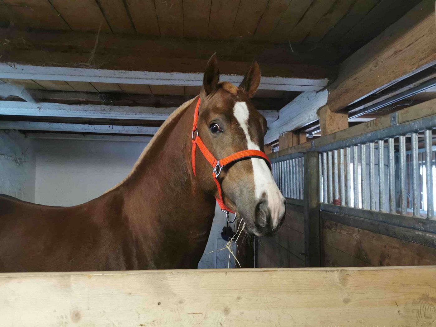 Derweil die Feldtests nicht stattfinden können, stauen sich in den Ställen die dreijährigen Pferde zurück. (Bild sb)