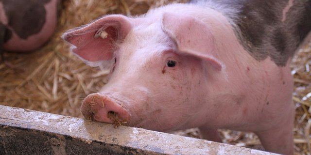 Aus Sicht der Umweltverbände müssten die überdurchschnittlich hohen Nutztierbestände im Kanton Luzern reduziert werden. Es gebe zu viele Tiere, als die Umwelt vertragen könne. (Bild Pixabay)