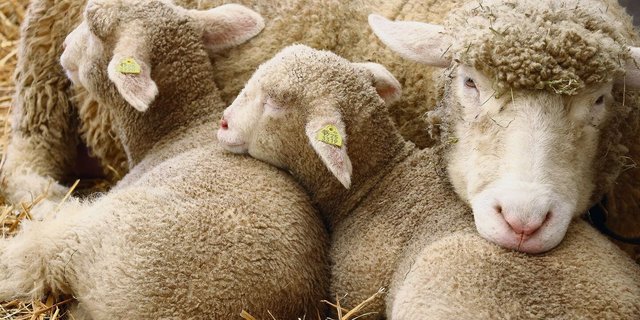 Bis zu 2 kg Gewichtsverlust pro Säugemonat sei bei den Kleinwiederkäuern tolerierbar, schreibt unsere Fachfrau.