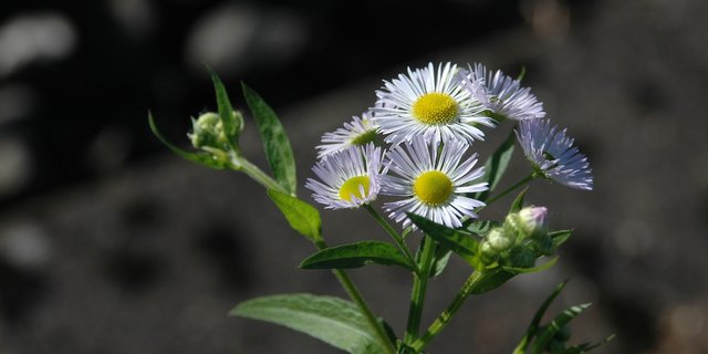 Des Berufskraut breitet sich rasant aus und bedroht nicht nur Biodiversitätsförderflächen. (Bild Neopyt.ch)
