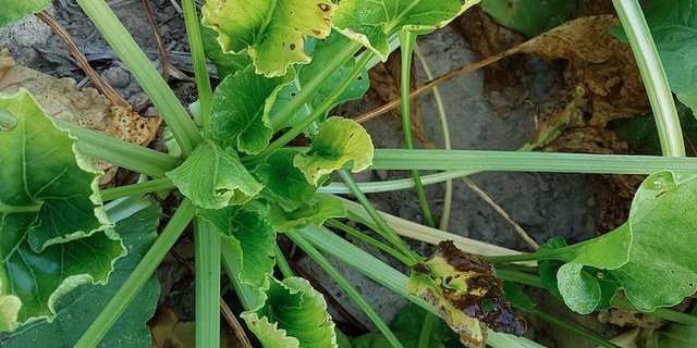 Bei der neuen Krankheit werden die Blätter der Zuckerrüben Ende Juli zitronengelb. (Bild Samuel Jenni)