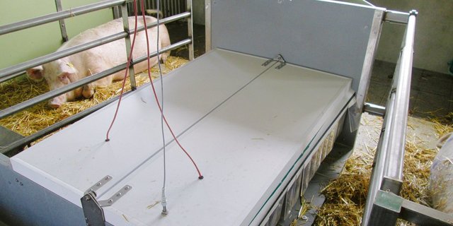 Ersatzanschaffungen werden mit dem Förderprogramm «energieeffiziente Ferkelnester» neu bis Ende 2021 finanziell vom Bund unterstützt. (Bild zVg)