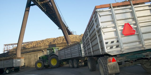 Deutsche Verbände fordern einen fairen europäischen Wettbewerb zum Erhalt des Rübenanbaus. (Bild BauZ)
