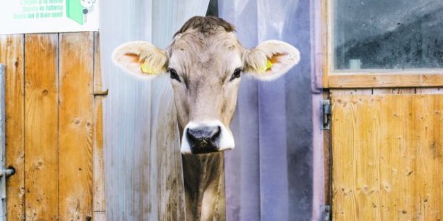 Wenn der Konsument bereit ist, für höhere Tierwohlstandards zu bezahlen, muss das genutzt werden. Das ist gut für die Konsumenten, die Bauern und dürfte auch die Kühe freuen. (Bild hja)