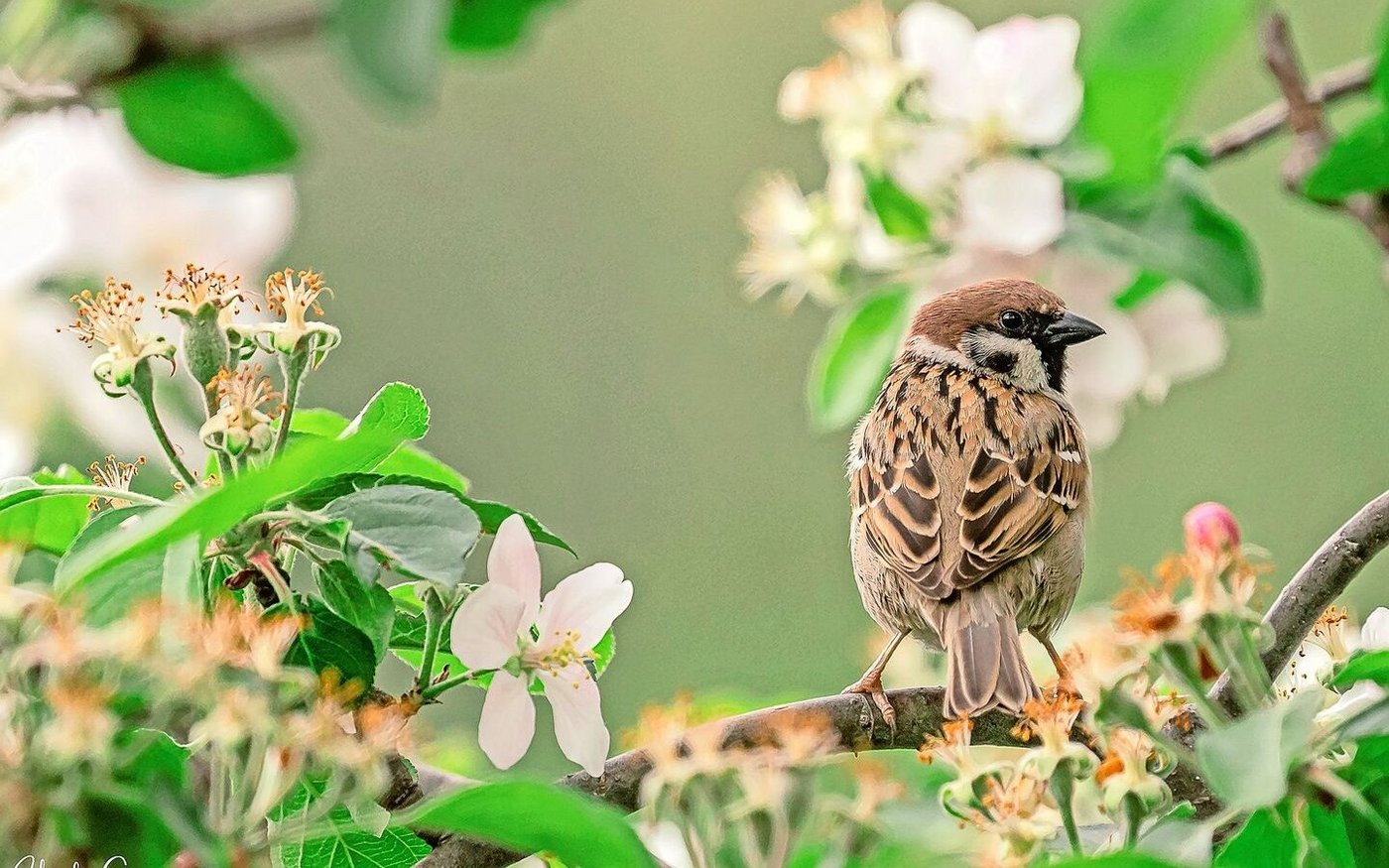 Im Gegensatz zum Hausspatz hat der Feldspatz einen braunen (statt grauen) Kopf und einen schwarzen Fleck auf der Wange. Männchen und Weibchen sehen bei dieser Sperlingsart gleich aus.