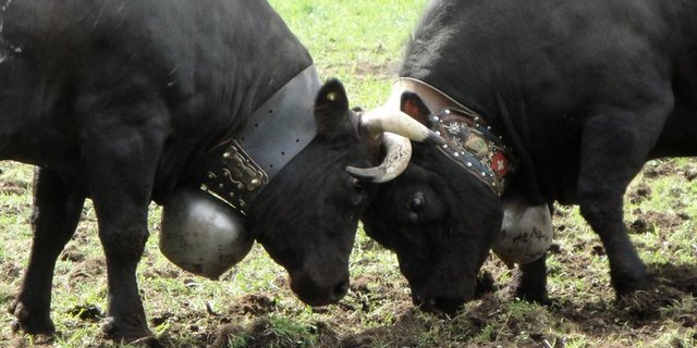 2013 waren 6707 Kühe und Jungvieh im Register aufgeführt. Im vergangenen Jahr waren es noch 6078. Das bedeutet einen Rückgang um ungefähr ein Zehntel. (Bild Aline Küenzi)