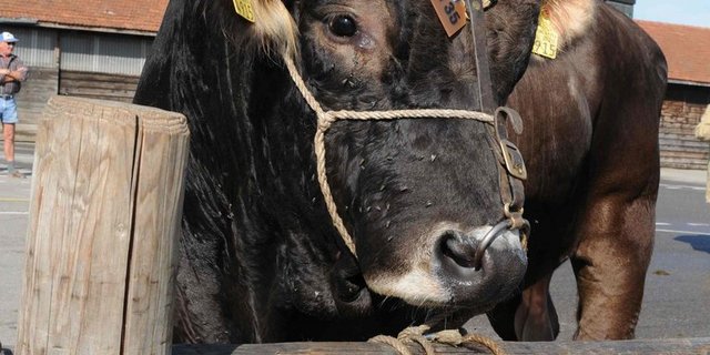 Der diesjährige «Zuger Stieremärt» wird am 7. und 8. September durchgeführt. (Bild Braunvieh Schweiz)