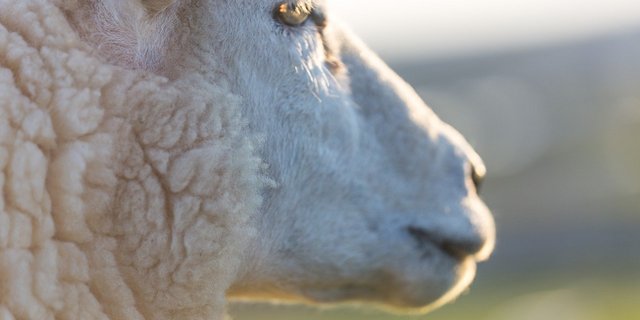 Pro Jahr gibt es laut Agridea in der Schweiz rund 400 Wolfsrisse, meist sind Schafe oder Ziegen die Opfer. (Bild Pixabay)